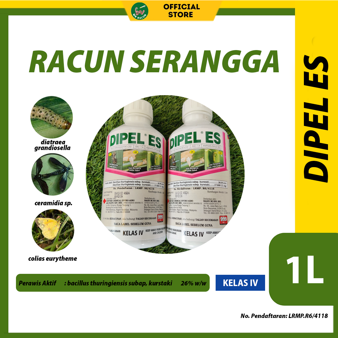 293 2026 02 02 Mr racun